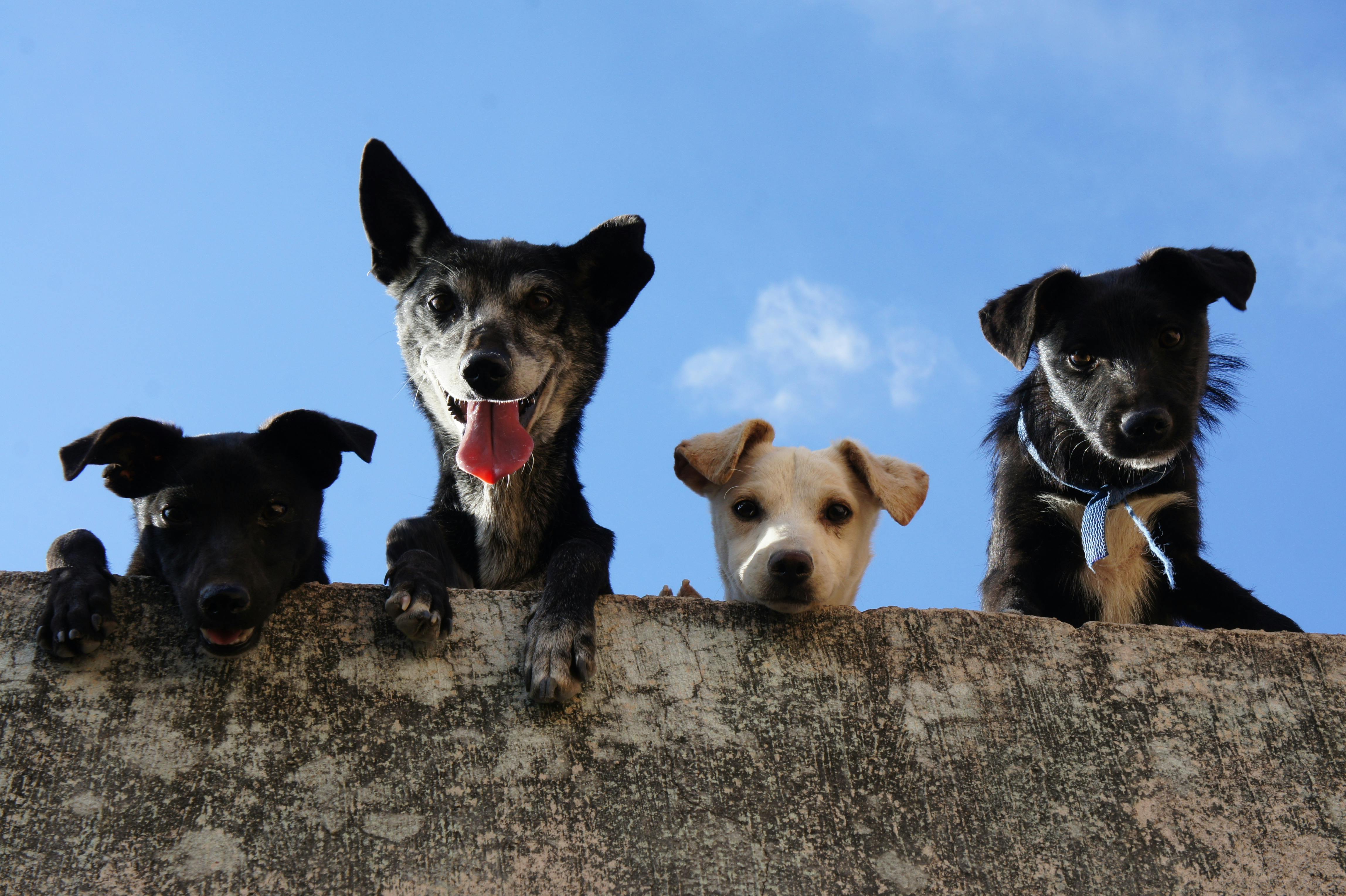 Perros felices