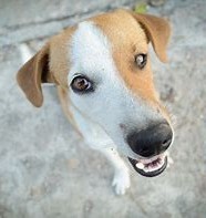 Nala
