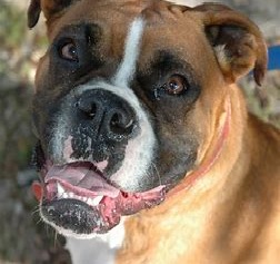 Rufo