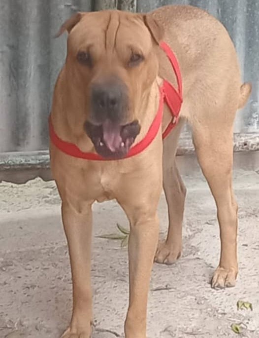 Thor